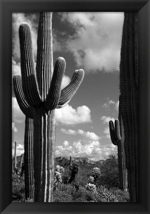 Framed Arizona Superstition Mtns Saguaros 2 Print