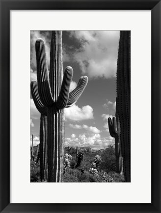 Framed Arizona Superstition Mtns Saguaros 2 Print