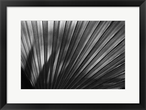 Framed Arizona Fern Print