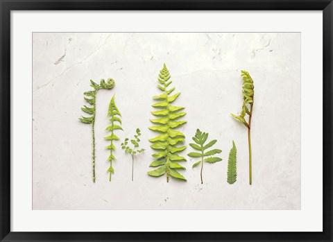 Framed Flat Lay Ferns II Print