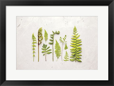 Framed Flat Lay Ferns I Print