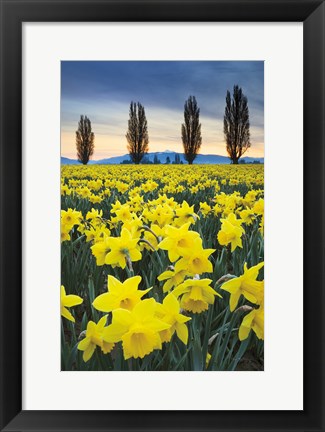 Framed Skagit Valley Daffodils I Print