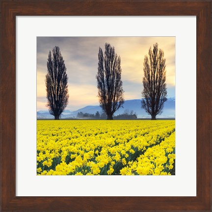 Framed Skagit Valley Daffodils II Print
