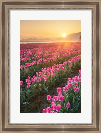 Framed Skagit Valley Tulips II Print