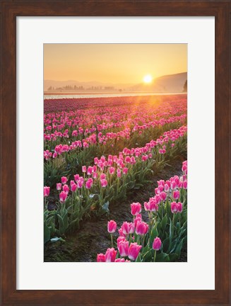 Framed Skagit Valley Tulips II Print