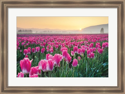 Framed Skagit Valley Tulips I Print