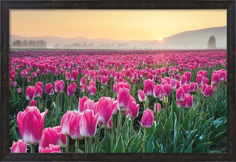 Framed Skagit Valley Tulips I Print