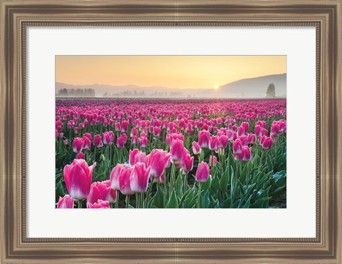 Framed Skagit Valley Tulips I Print