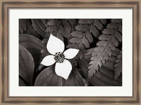 Framed Bunchberry and Ferns I BW Print