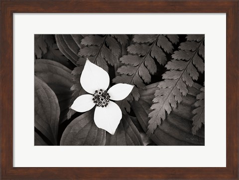 Framed Bunchberry and Ferns I BW Print