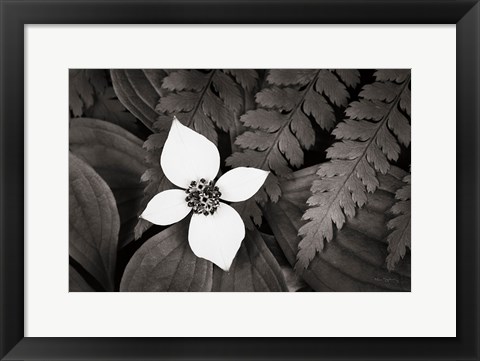 Framed Bunchberry and Ferns I BW Print