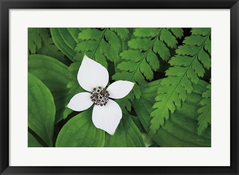 Framed Bunchberry and Ferns I color Print