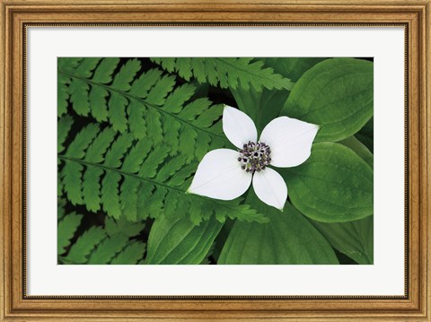 Framed Bunchberry and Ferns II color Print