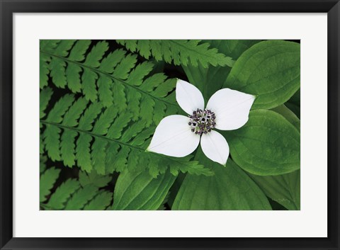 Framed Bunchberry and Ferns II color Print