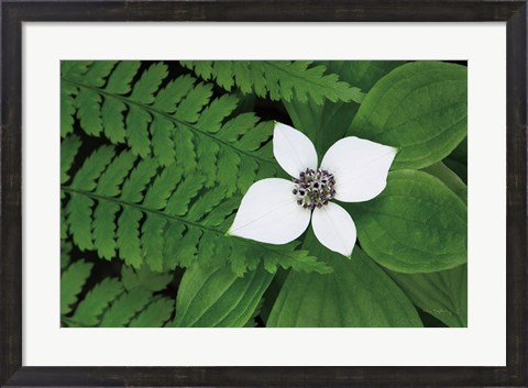 Framed Bunchberry and Ferns II color Print