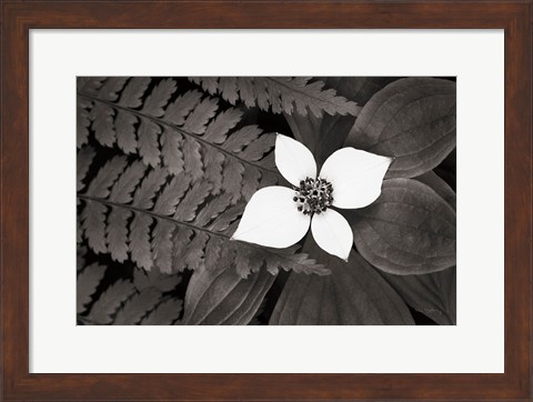 Framed Bunchberry and Ferns II BW Print