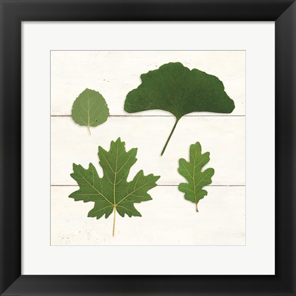 Framed Leaf Chart V Shiplap Print