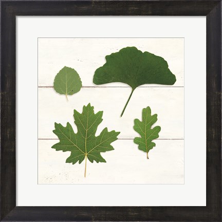 Framed Leaf Chart V Shiplap Print