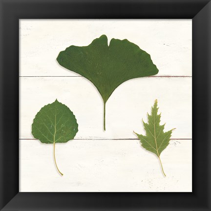 Framed Leaf Chart IV Shiplap Print