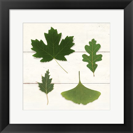 Framed Leaf Chart II Shiplap Print