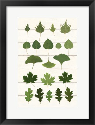 Framed Leaf Chart I Shiplap Print