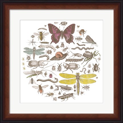 Framed Insect Circle II Bright Print