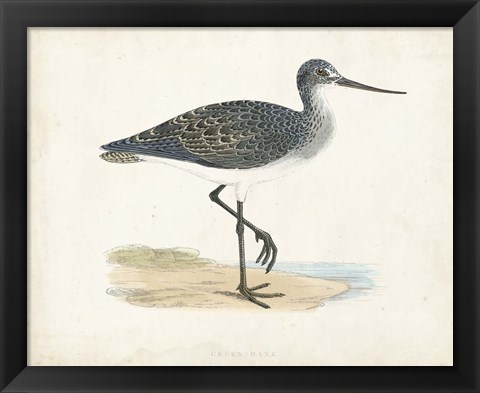 Framed Sandpiper III Print