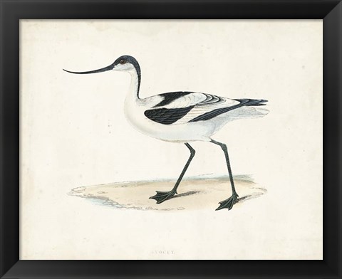 Framed Sandpiper IV Print