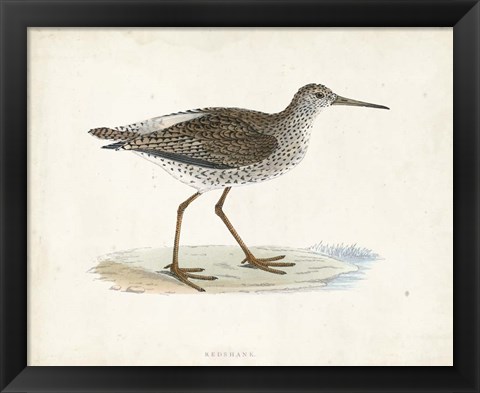 Framed Sandpiper V Print