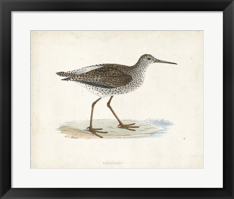 Framed Sandpiper V Print