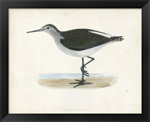 Framed Sandpiper VI Print