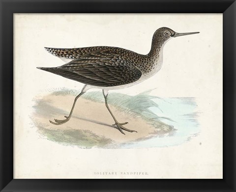 Framed Sandpiper VII Print