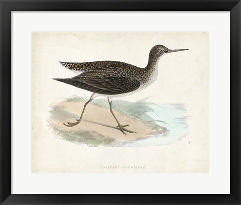 Framed Sandpiper VII Print