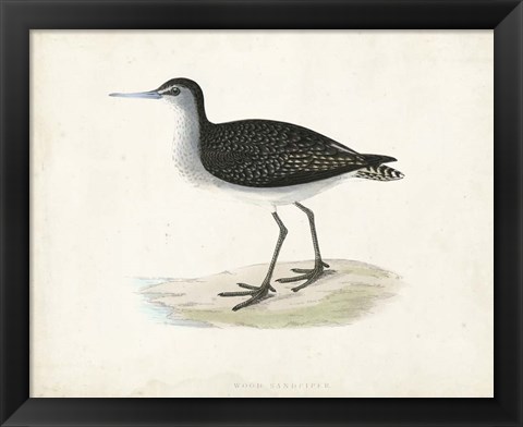 Framed Sandpiper VIII Print