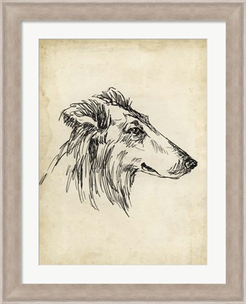 Framed Breed Studies XII Print