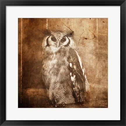 Framed Owl Print