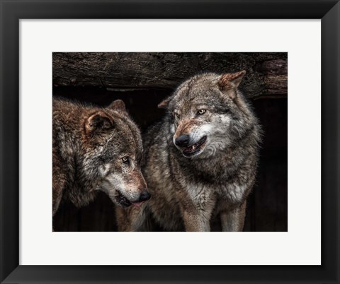 Framed Wolfpack Print