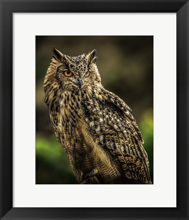 Framed Wise Owl 2 Print