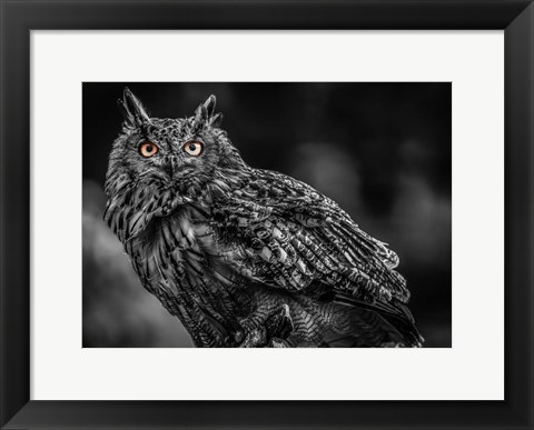 Framed Wise Owl 3 Black &amp; White Print