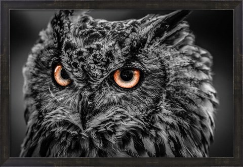 Framed Wise Owl 5 Black &amp; White Print