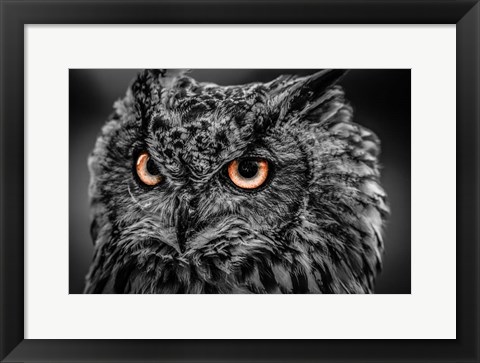 Framed Wise Owl 5 Black &amp; White Print