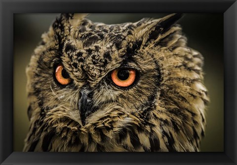 Framed Wise Owl 5 Print