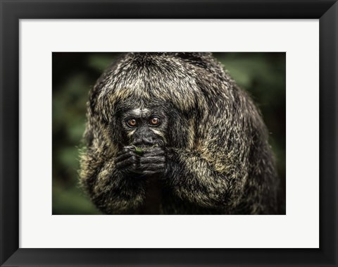 Framed Little Monkey Eating Print