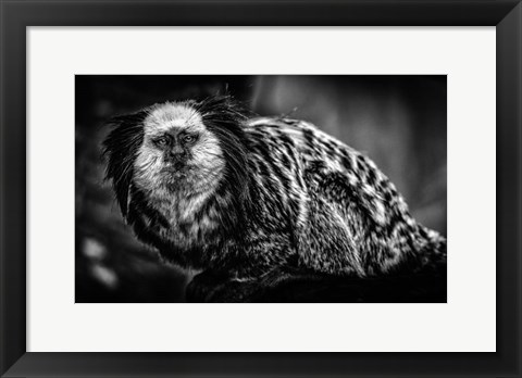 Framed Little Cute Monkey Black &amp; White Print