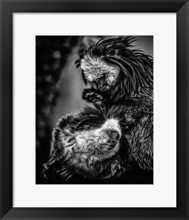 Framed Little Cute Monkeys Black &amp; White Print