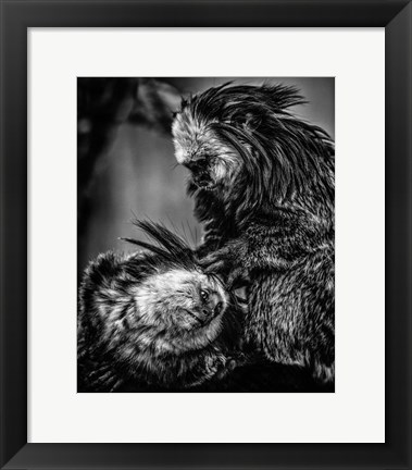 Framed Little Cute Monkeys 2 Black &amp; White Print