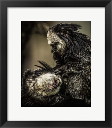 Framed Little Cute Monkeys 2 Print