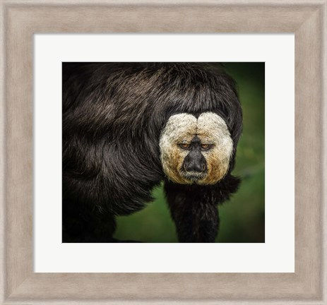 Framed Little Monkey Print