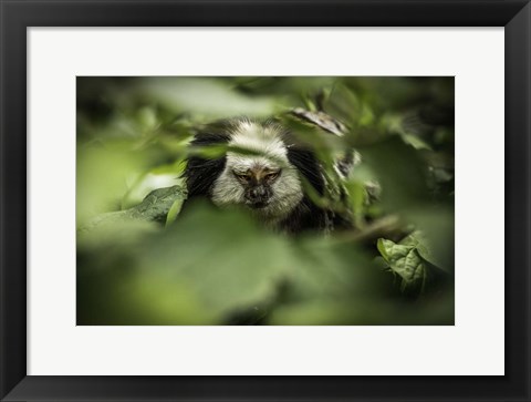 Framed Little Monkey hiding Print