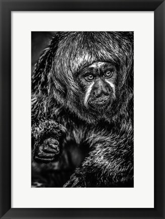 Framed Little Monkey 3 Black &amp; White Print